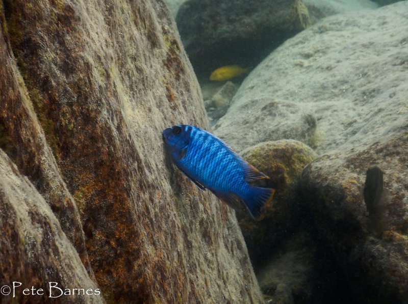 Labeotropheus fuelleborni 'Thumbi West Island'